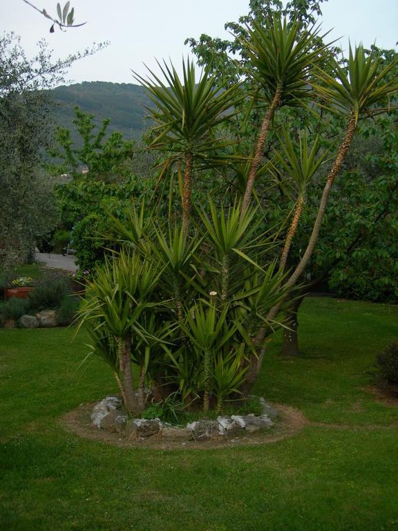 Villa Gli Olivi Calci Exterior foto